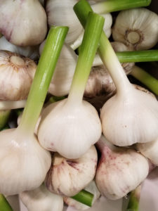 Fresh garlic from local suppliers